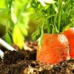 Правильная посадка моркови в открытый грунт весной и уход в последующем