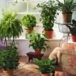Самые полезные комнатные растения для выращивания в домашних условиях