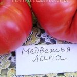 Томат Медвежья лапа: характеристика и описание сорта