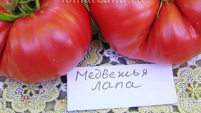 tomat-medvezhya-lapa-harakteristika-i-opisanie-sorta