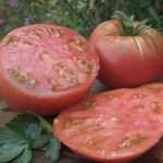 tomat-mikado-rozovyj-chernyj-zolotoj-i-drugie-opisanie-i-harakteristika-sortov