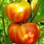 tomat-zagadka-prirody-harakteristika-i-opisanie-sorta