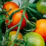 vyrashhivanie-pomidor-v-teplice-poshagovaya-instrukciya
