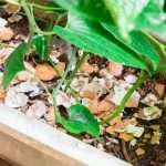 Яичная скорлупа в огороде: как правильно использовать, в качестве удобрения